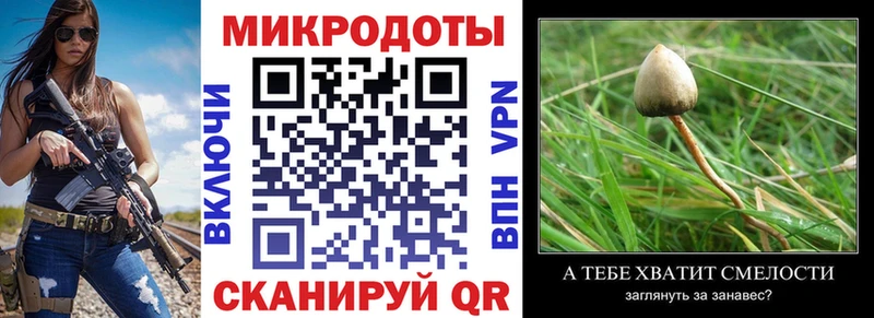 купить закладку  Кудрово  Галлюциногенные грибы Psilocybe 